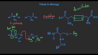 3  thiols sulfides and sulfonium ions [upl. by Clareta503]