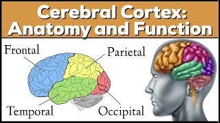 Lobes of the Brain Cerebrum Anatomy and Function Cerebral Cortex [upl. by Coheman]