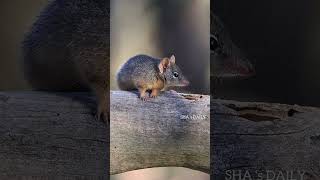 Antechinus 🐀Austrailla [upl. by Annej]