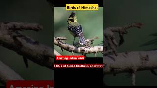 Birds of Himalayas  Himachal Birds naturerelaxation birds nature travel [upl. by Julie397]