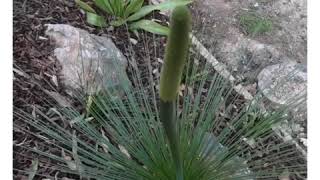 Aussie Tree Chaser  The Aussie Grass Tree Xanthorrhoea johnsonii [upl. by Ferren]