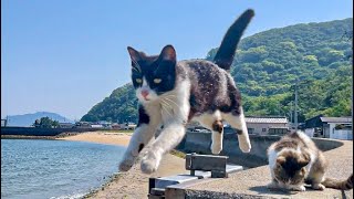 可愛すぎる！人懐っこい猫が暮らす癒しの猫島で1泊2日のひとり旅【飛び猫】香川県佐柳島 [upl. by Anairol848]