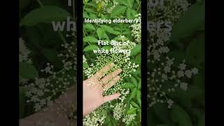 Elderberry identification elderberry gardening [upl. by Denys879]