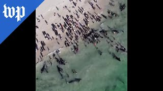 Over 100 beached whales rescued in Australia [upl. by Nywloc607]