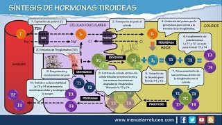 SÍNTESIS DE HORMONAS TIROIDEAS [upl. by Gnouc]