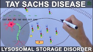 Tay Sachs Disease  Lysosomal Storage Disorder [upl. by Osrit250]