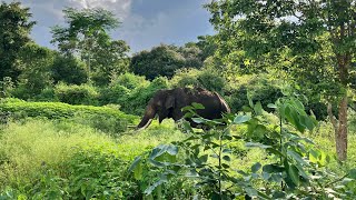 Safari tour at Kabini Beautiful wildlife spotting kabini wildlifeofindia junglesafari bandipur [upl. by Akeret175]