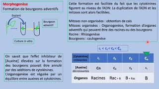 Phytohormones  Cytokinines  CROISSANCE ET Développements DES PLANTs SVI s5 [upl. by Noelyn100]