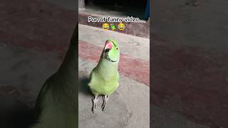 Funny parrot video 😂🦜😱shorts funnyparrot funnyvideo funny funnycomedy mithubeta viralvideo [upl. by Alain]