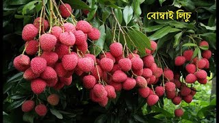 আমাদের লিচু বাগান  জাত বোম্বাই লিচু  টসটস রসালো লিচু  Bombay Lichu  Lichu Bagan  Litchi Garden [upl. by Llehsram]