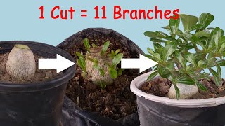 How to Grow Multiple Branches in Adenium Seedlings  3 Tips [upl. by Nirro793]