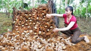 Harvesting A Lot Of Palm Weevil In Rotten Palm Trunks Goes To Market Sell  Free Bushcraft [upl. by Jerusalem]