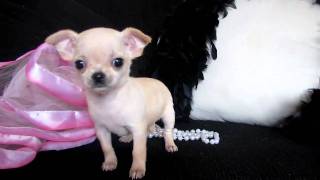 TIny Micro Teacup Chihuahua for sale at Puppy Elite Teacups [upl. by Anyd]