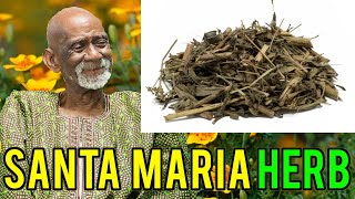 Dr Sebi Explains Santa Maria Herb Benefits [upl. by Ringe]