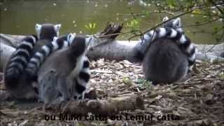 Lemur catta  Linnaeus 1758 HD  ou Maki catta  Parc Zoologique de Paris  042014 [upl. by Norabal]