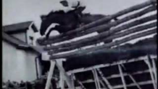 World Record Show Jumping  Huaso Horse [upl. by Artenahs465]