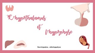 Lhypothalamus et lhypophyse Système endocrine [upl. by Ocire852]