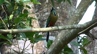 Eumomota superciliosa Turquoisebrowed motmot  Torogon torogoz guardabarranco o burgo [upl. by Ocsecnarf]