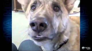 Talking Dog New Viral Video Sensation ABC [upl. by Haleehs]