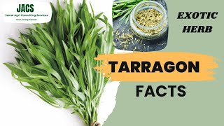 Tarragon  Exotic Herb  Artemisia dracunculus  Facts [upl. by Pasol]