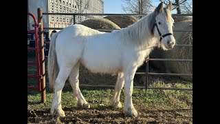 Kalona Sales Barn Inc  Kiss Lot 304  Kalona Spring Draft Horse amp Carriage Sale 32624 [upl. by Clements871]