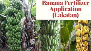 The No 1 Secret Fertilizer to Banana Lakatan Cavendish Cardava Pagaabono ng Saging [upl. by Dalury589]