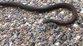 Yellow Faced Whip Snake V Cat [upl. by Adaliah480]