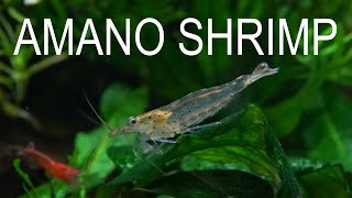 AMANO SHRIMP  EVERYTHING YOU NEED TO KNOW  Full Care Guide [upl. by Ybrek]