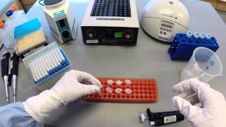 DNA Extraction Protocol  Part 1 [upl. by Gabriela]