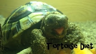 Mediterranean Tortoise Diet  Hermanns Horsfields Greek Egyptian and Marginated [upl. by Benil]