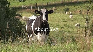 Film about SVA  Swedish Veterinary Agency [upl. by Ker]