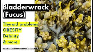 BLADDERWRACK BENEFITS  OBESITY THYROID PROBLEMS DEBILITY etc [upl. by Maclean]