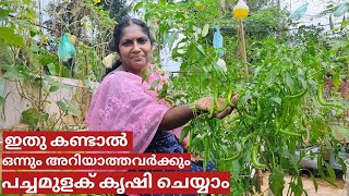 A  Z of chilli farming on terrace in container or pot  Step by step  Malayalam [upl. by Notned]