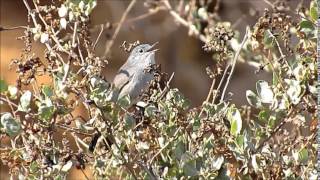 California Gnatcatcher 1  Terranea Resort  Nov 2 2015 [upl. by Ariahaj767]