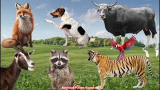 Amazing Animal Sounds Raccoon Buffalo Dog Tiger Fox Goat  Animal Sounds [upl. by Bubb]