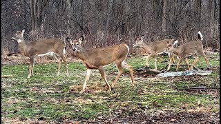 Whitetail Deer Herd Get Close to the Camera [upl. by Ma988]