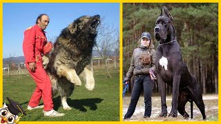 Top 10 Grootste Honden ter Wereld [upl. by Annairba603]