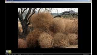 Salsola tragus  Russian Tumbleweed Pt 1 of 2 [upl. by Rairb143]