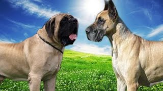 English Mastiff vs Great Dane Highlights [upl. by Kinsman267]