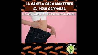 shorts La Canela Para Mantener El Peso Corporal canela especies [upl. by Laurance]