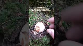 Stinkhorn MushroomAKA WITCHES EGGSnature wildarmy mushroom [upl. by Pence]