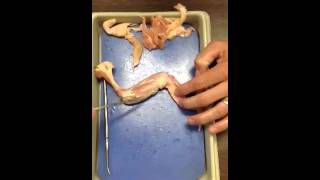 Chicken wing dissection part 2 [upl. by Esilanna136]