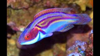 My Top 10 Wrasses [upl. by Sidoeht]