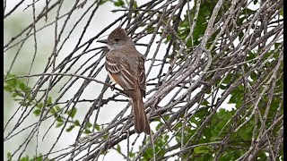 Myiarchus cinerascens ASHTHROATED FLYCATCHER calling flying 3033353 [upl. by Sale]