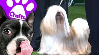 Best In Show  Best Of Crufts [upl. by Aeresed]