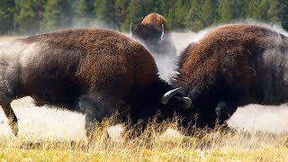 Combat de bisons impressionnant  ZAPPING SAUVAGE [upl. by Valsimot]