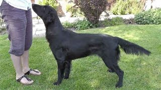 Dog Breed Video Flat Coated Retriever [upl. by Esdnyl]