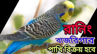 রানিং ৭ জোরা বাজরিগার পখি বিক্রয় হবে।budgerigar pakhi price in bangladesh [upl. by Kerin]