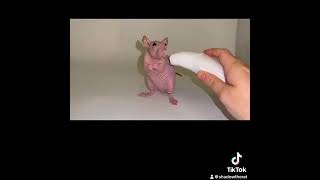 Have you ever wondered how hairless rats are made shorts [upl. by Ruiz824]