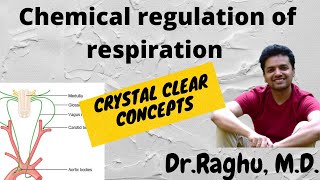 Chemical regulation of respiration [upl. by Brunelle]